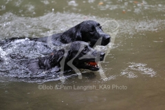 Retriever - Black Labrador