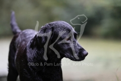 Retriever - Black Labrador