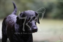 Retriever - Black Labrador