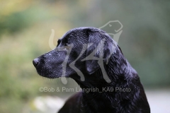 Retriever - Black Labrador