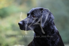 Retriever - Black Labrador