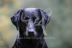Retriever - Black Labrador