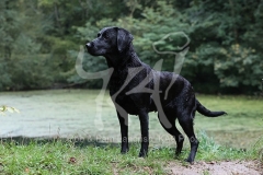 Retriever - Black Labrador