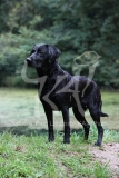 Retriever - Black Labrador