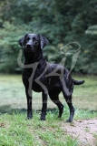 Retriever - Black Labrador