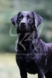 Retriever - Black Labrador