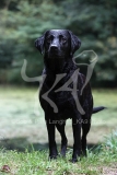 Retriever - Black Labrador