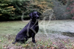 Retriever - Black Labrador