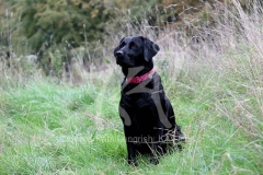 Retriever - Black Labrador