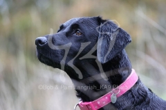 Retriever - Black Labrador