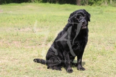 Retriever - Black Labrador