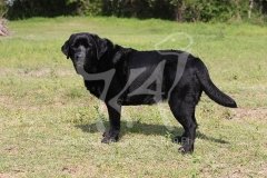 Retriever - Black Labrador