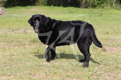 Retriever - Black Labrador