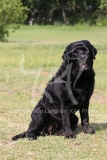 Retriever - Black Labrador