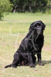Retriever - Black Labrador