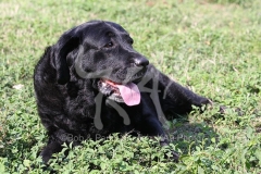 Retriever - Black Labrador