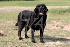 Retriever - Black Labrador