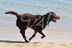Retriever - Chocolate Labrador