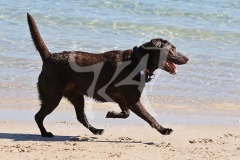 Retriever - Chocolate Labrador
