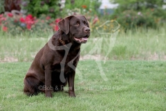 Retriever - Chocolate Labrador
