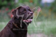 Retriever - Chocolate Labrador