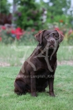 Retriever - Chocolate Labrador