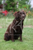 Retriever - Chocolate Labrador