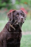 Retriever - Chocolate Labrador