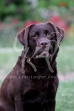 Retriever - Chocolate Labrador