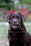 Retriever - Chocolate Labrador