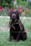 Retriever - Chocolate Labrador