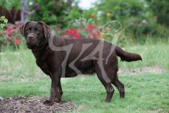 Retriever - Chocolate Labrador