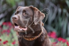 Retriever - Chocolate Labrador