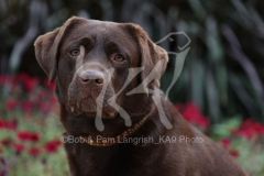 Retriever - Chocolate Labrador