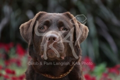 Retriever - Chocolate Labrador