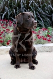 Retriever - Chocolate Labrador