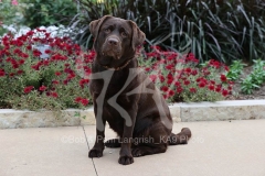 Retriever - Chocolate Labrador