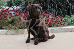 Retriever - Chocolate Labrador