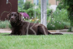 Retriever - Chocolate Labrador