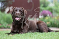 Retriever - Chocolate Labrador
