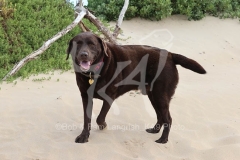 Retriever - Chocolate Labrador