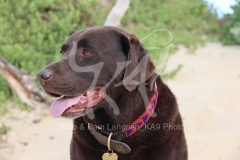 Retriever - Chocolate Labrador