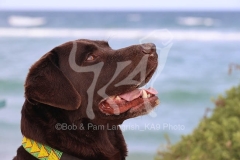 Retriever - Chocolate Labrador
