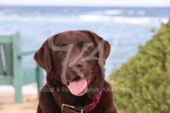 Retriever - Chocolate Labrador