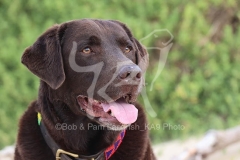 Retriever - Chocolate Labrador