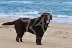 Retriever - Chocolate Labrador