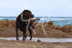 Retriever - Chocolate Labrador