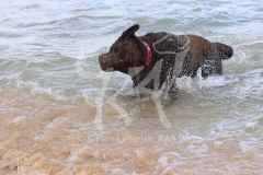 Retriever - Chocolate Labrador