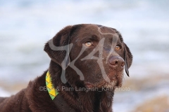Retriever - Chocolate Labrador
