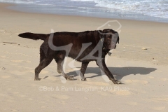 Retriever - Chocolate Labrador